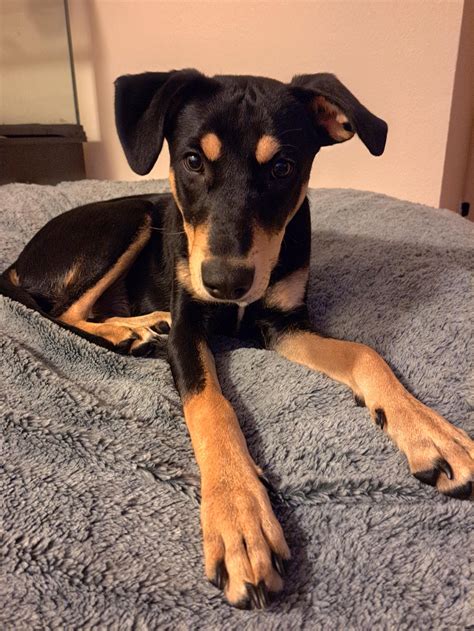 Moxie is a rescue that's 32 pounds and around 6 months old. A friend ...