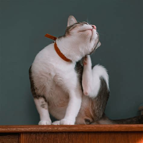 Dermatology for Pets: Understanding Skin and Ear Problems in Dogs and ...