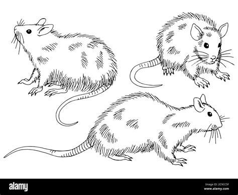 Black white cartoon illustration rat hi-res stock photography and ...
