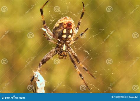 A Spotted Orbweaver Genus Neoscona Spider In Its Web Royalty-Free Stock ...