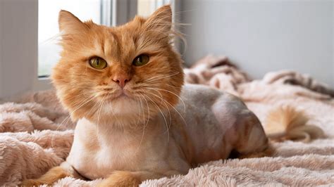 Cat Grooming Styles | Types of Cat Haircuts and Hairstyles ...