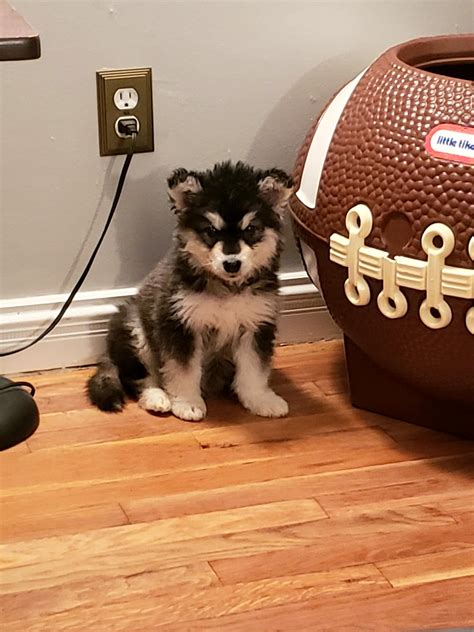My new Alaskan Malamute pup, Raiden. He'll grow pretty fast so I have ...