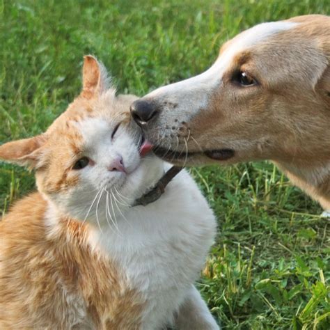 Understanding Your Dog's Cat Licking Habit Why Does My Dog Lick My Cat