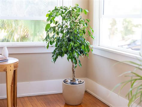 How To Look After Weeping Fig - Alternativedirection12