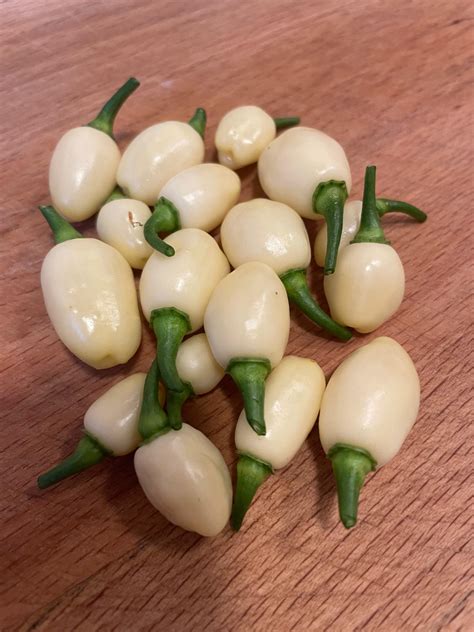 White Pepper Plant Gardens + Insects: Leaves Turning White And Papery