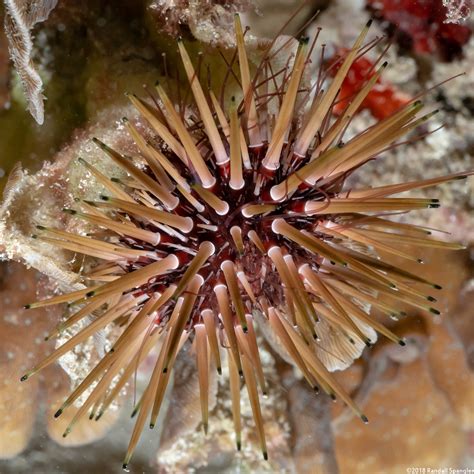Reef Urchin (Echinometra viridis) - Spanglers' Scuba