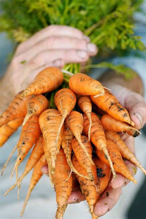 10 Best Carrot Companion Plants for a Bigger Harvest