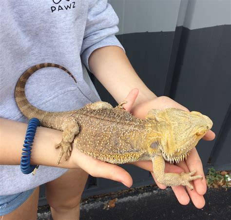 Full Grown Bearded Dragon Lizard