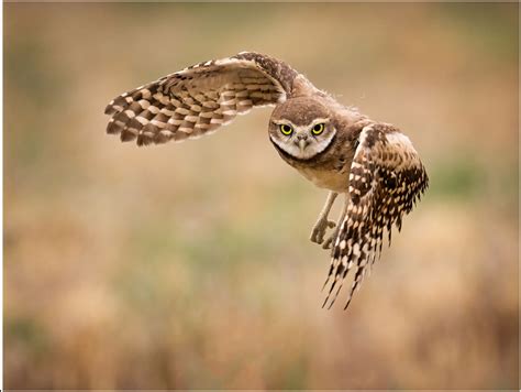 Burrowing Owl Flying