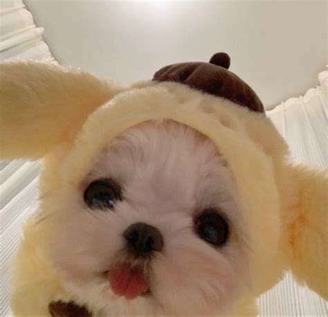 Follow: @elegant_ee | Cute baby animals, Very cute dogs, Very cute puppies