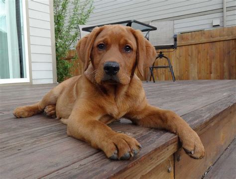 Fox Red Labrador Retriever Puppies - Stom