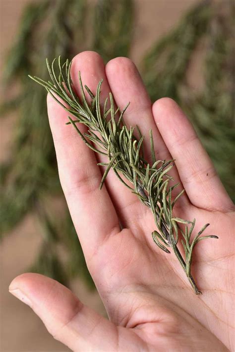 3 Sprigs of Rosemary Is How Much Dried - Monserrat-has-Dean