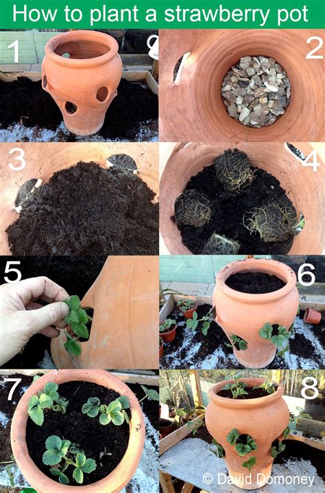 Can I Grow Herbs In A Strawberry Pot at David Delarosa blog