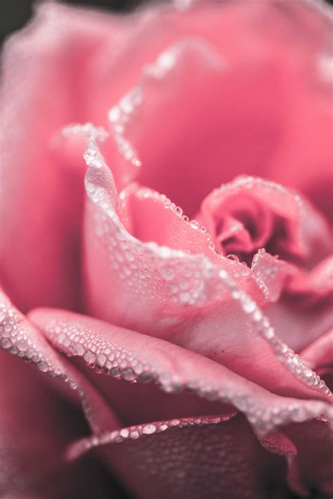 Download Misty Pink Roses Wallpaper | Wallpapers.com
