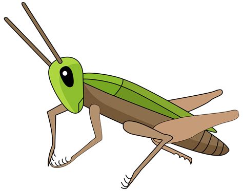 Insect Cricket Clipart Png