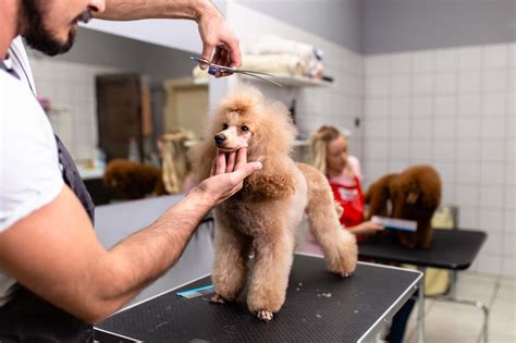 UK Dog Grooming Insurance | Pet Grooming Business Insurance