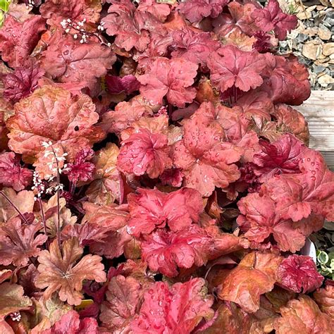 Heuchera 'Fire Alarm' (1 qt) | 'Fire Alarm' Coral Bells (1 qt ...