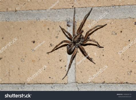 Biggest Wolf Spider