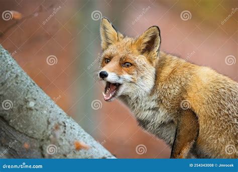 Red Fox with Open Mouth in Forest in Autumn Nature Stock Photo - Image ...
