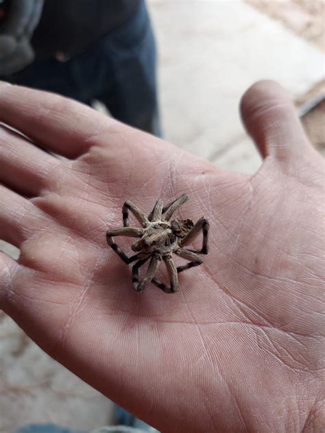 The biggest Wolf Spider I've ever come across. He was king of the ...