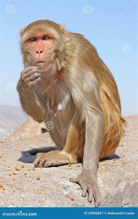 Indian monkeys stock image. Image of monkey, nature, hindi - 23046857