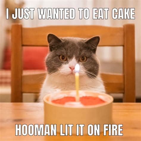 42 Best Cat Birthday Memes for Feline Festivities - Great Pet Living