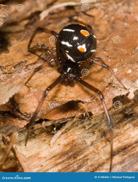 Northern Black Widow Spider Stock Photos - Free & Royalty-Free Stock ...