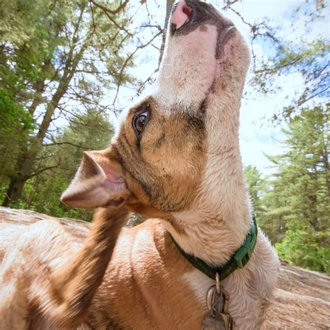 Veterinary Blogs in Colorado Springs, CO | Village Center Veterinary Care