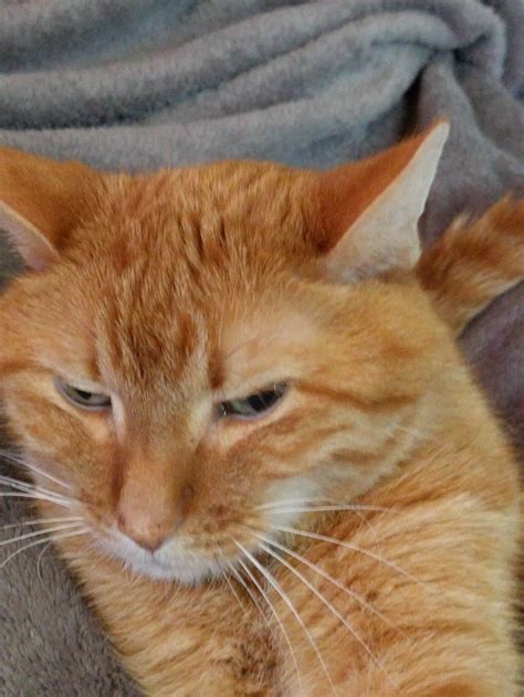 Orange Cat Activities Meme at Jerry Cook blog