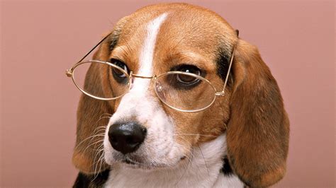 Dog with Glasses Wallpapers - Top Free Dog with Glasses Backgrounds ...