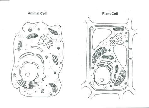 Plant Cell Drawing at PaintingValley.com | Explore collection of Plant ...