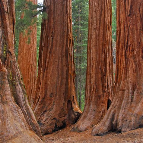 Chuxay Garden Giant Sequoia Seed 40 Seeds Huge Evergreen Tree ...