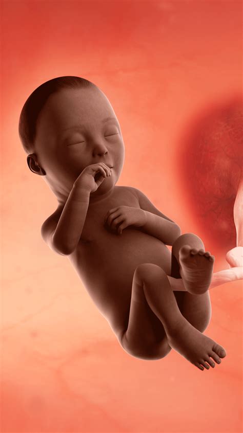 28 Weeks Fetus Premature Babies At 24 Weeks: When Do Babies Become