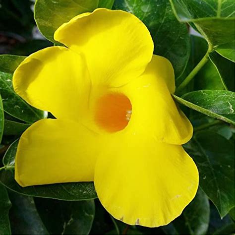 Yellow Mandevilla Sanderi Seeds Perennial Annual Evergreen Ornamental ...