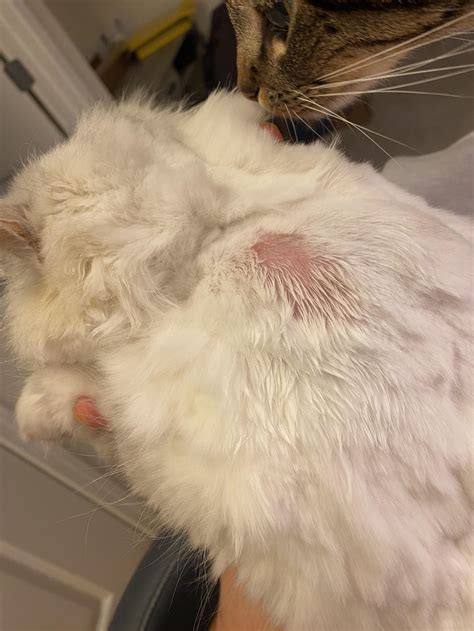 My Cat Has Oozing Skin: What Can I Do at Home