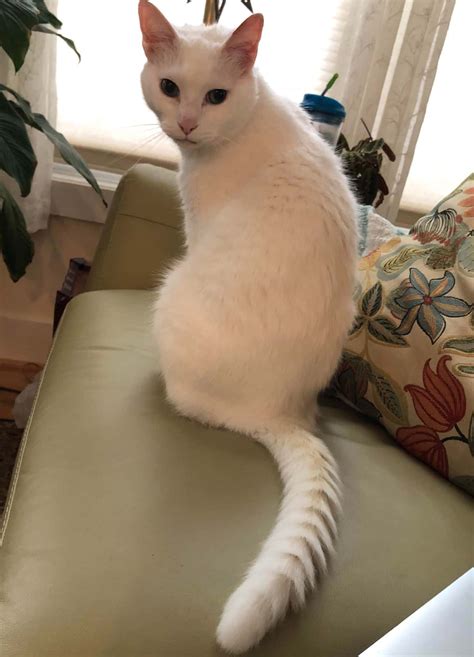 Download Cat Tail Twitching | Wallpapers.com