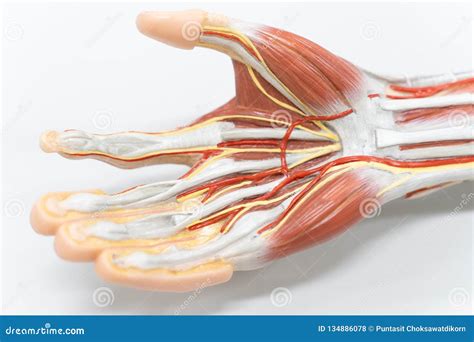 Muscles of the Palm Hand for Anatomy Education Stock Photo - Image of forearm, longus: 134886078