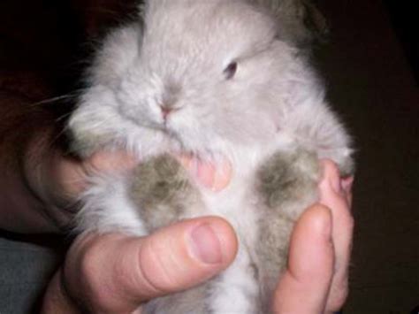 Bunny Breed Guide: Jersey Woolly Rabbits