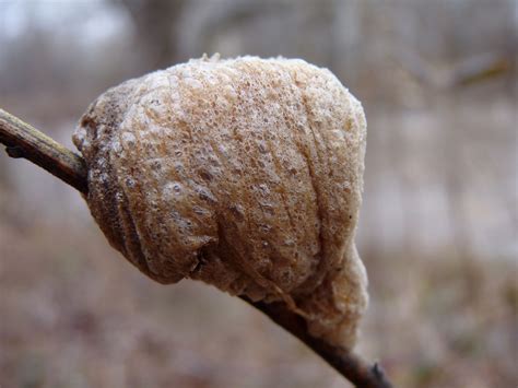 Praying Mantis Egg Case