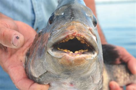 Sheepshead Fish