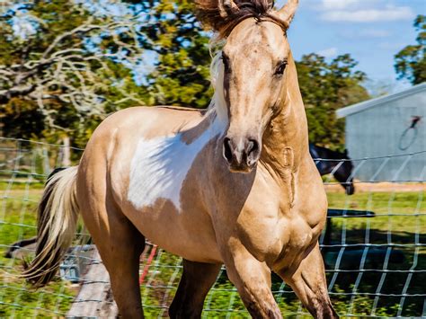Dun Horse Coat Color Dilution Gene - The Equinest