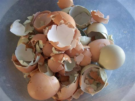 Is It Dangerous To Eat Egg Shells