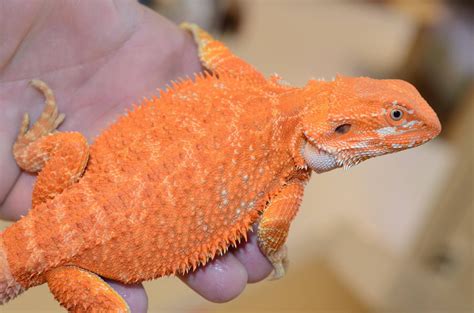 Bearded Dragon Orange Color