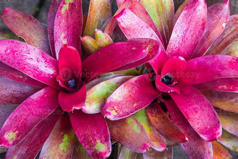 bromelia are ornamental plants with beautiful leaves, with a purplish ...