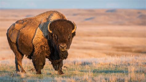 What Animals Live In Grasslands National Park at Eileen Perry blog