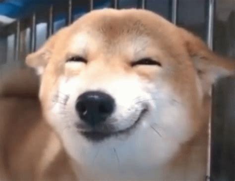 Dogo Luldogo Meme - Dogo Luldogo Happy Dogo - Discover & Share GIFs