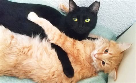 Black Cat And Orange Cat