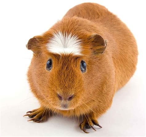 Albums 101+ Pictures Pictures Of Guinea Pigs Updated