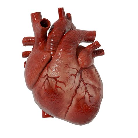 A real human heart anatomy model | Premium Photo