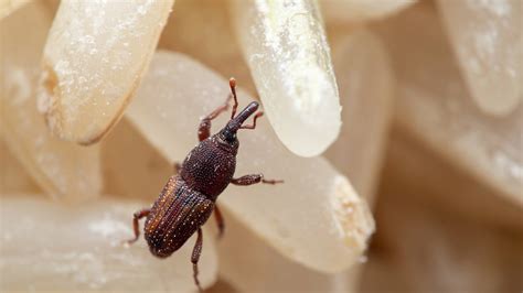 How to Get Rid of Weevils in Your Pantry | Airtasker AU